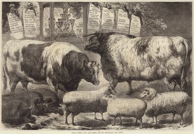 Bovini, maiali e pecore premiati alla mostra del Smithfield Club da Samuel John Carter